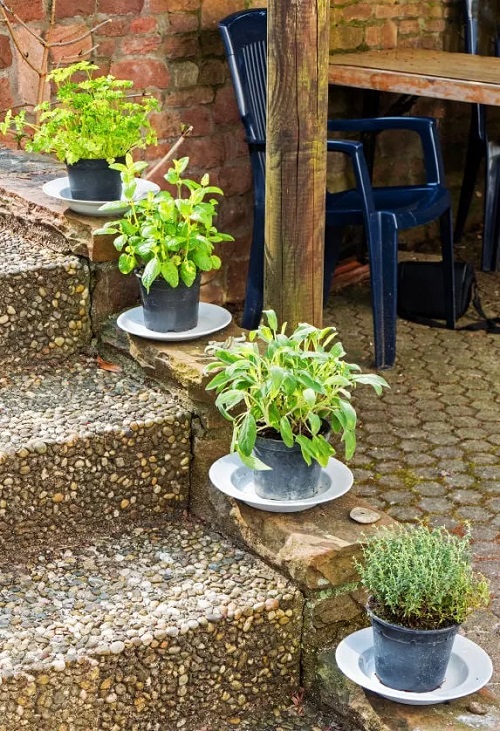 Plants on Steps and Staircase 4