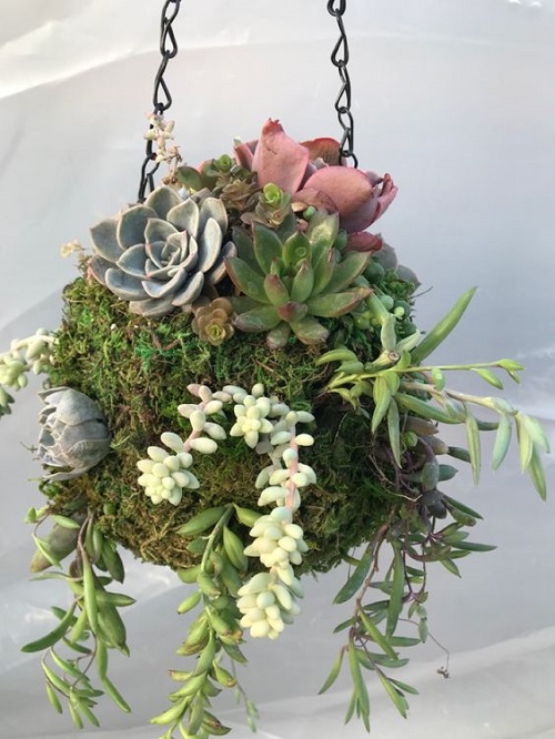  Succulent Ball Ideas 9