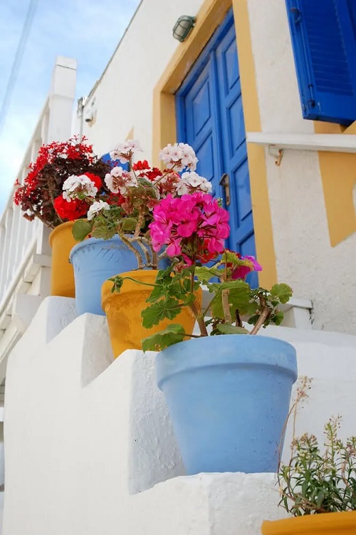 Plants on Steps and Staircase 6