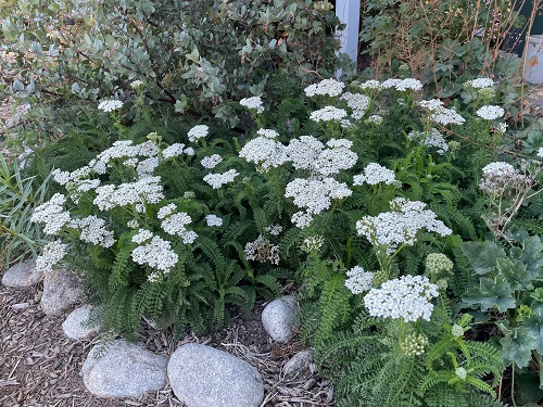 Plants That Look Like Poison Hemlock 3