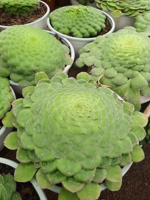 15 Stunning Plants That Are Succulent but You Never Knew! 3