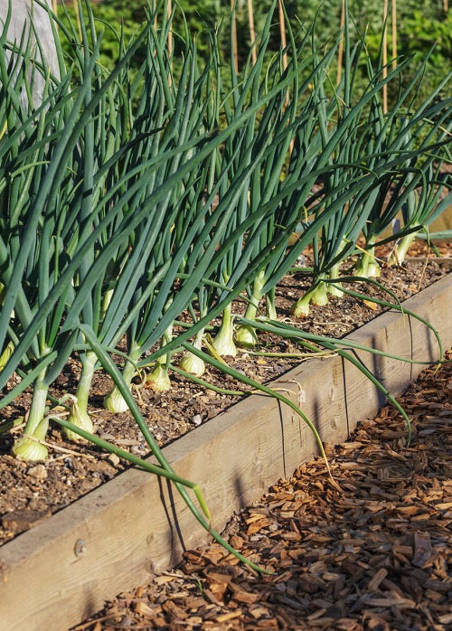 Cauliflower Companion Plants 5