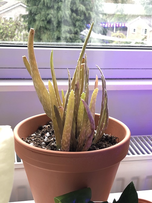 Aloe Plant Turning Brown