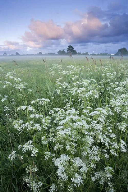 Plants That Look Like Poison Hemlock 9