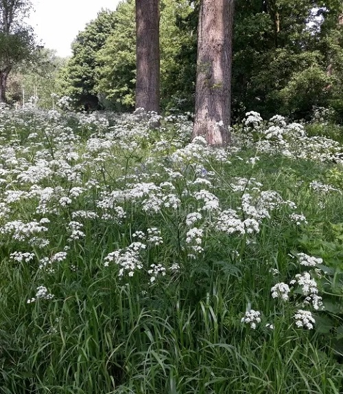 Plants with Clusters of Tiny White Flowers 17