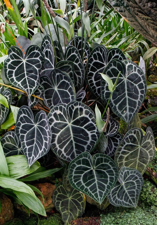 Anthurium Clarinervium 2