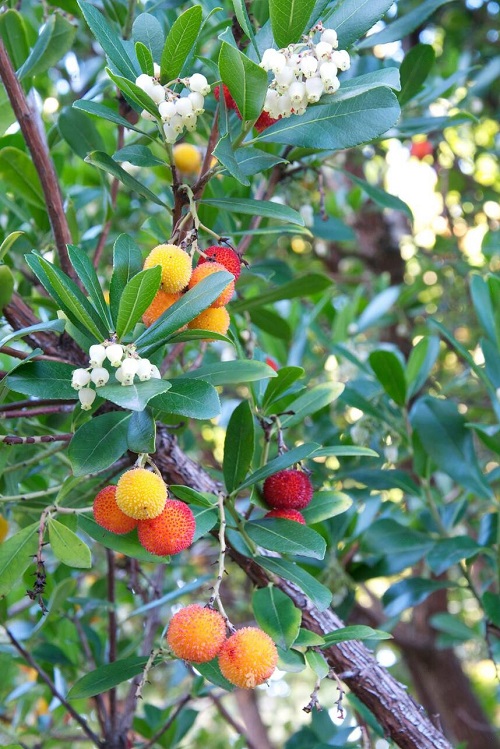 Trees with Red Berries 21