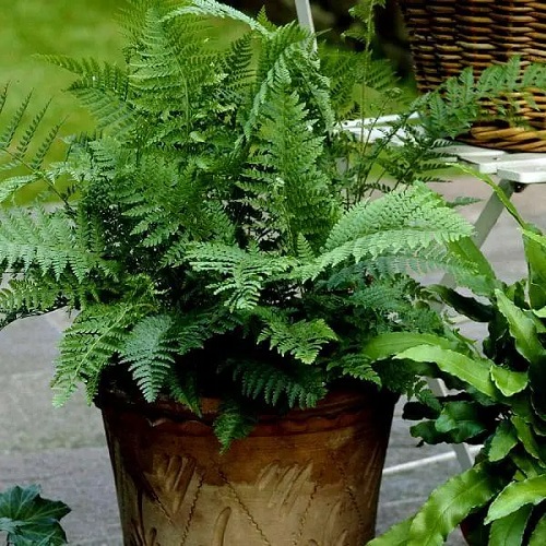 22 Most Beautiful Perennial Ferns | Evergreen Ferns List 5