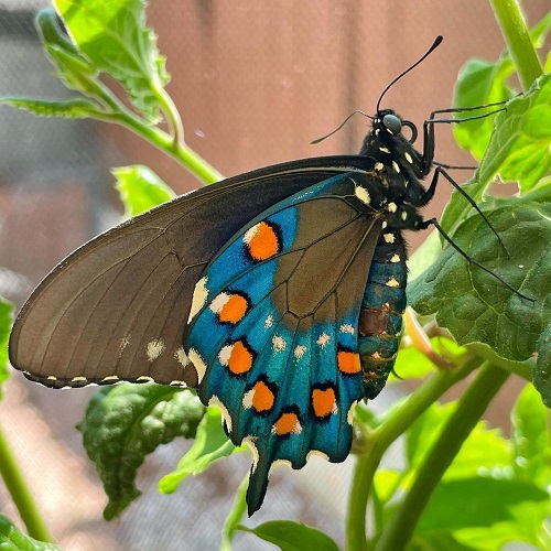 Swallowtail Butterfly Types 7