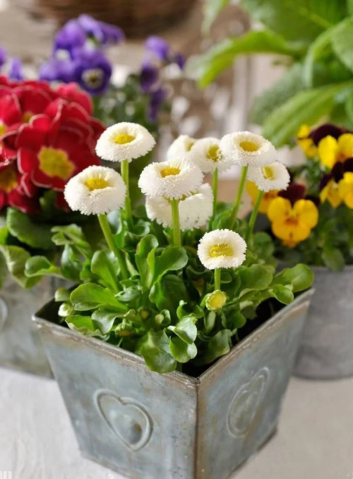 White Flowers with Yellow Center 11