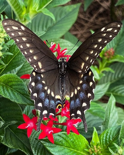 Swallowtail Butterfly Types 2