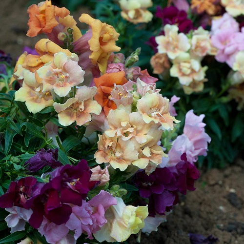 23 Most Beautiful Snapdragon Varieties 2