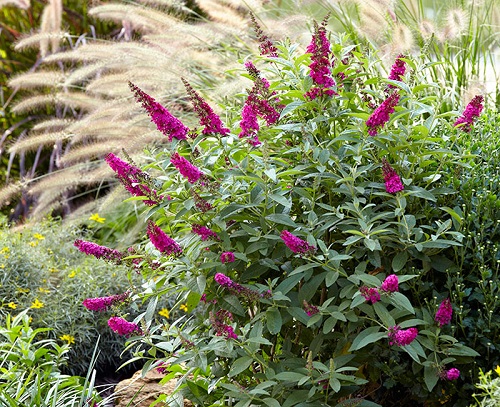 Should I Cut My Butterfly Bush to the Ground 1