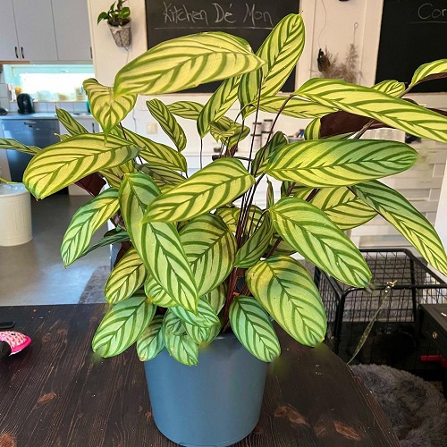 Calathea Setosa 3