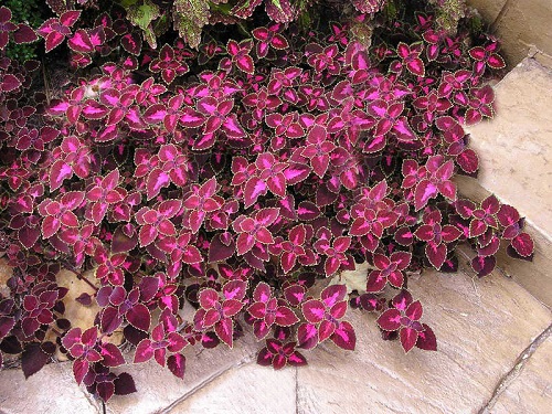 Purple Coleus Varieties 27