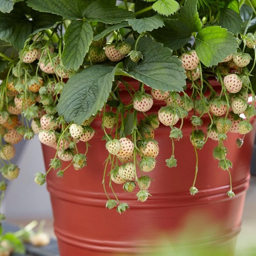 How To Grow Hula Berries 2