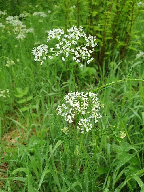 Plants That Look Like Poison Hemlock 7