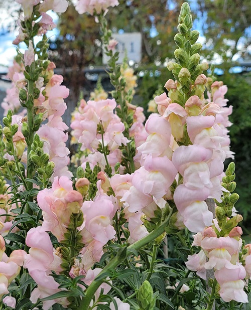 23 Most Beautiful Snapdragon Varieties 4