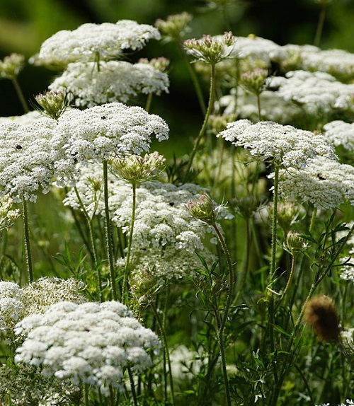 Plants That Look Like Poison Hemlock 1