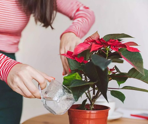 How Often to Water Poinsettias 2