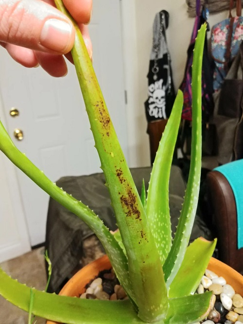 Aloe Plant Turning Brown 