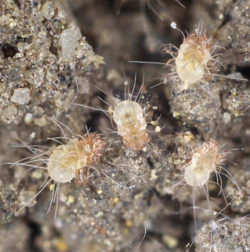 Tiny White Bugs on Plants that Look like Dust 17