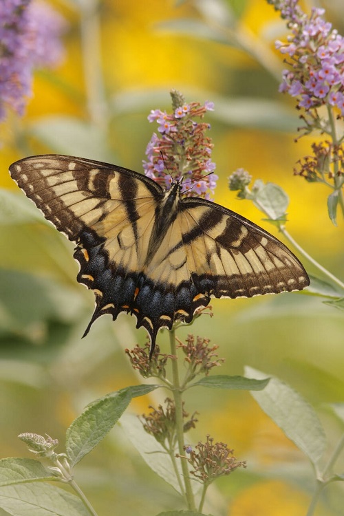 Swallowtail Butterfly Types 1