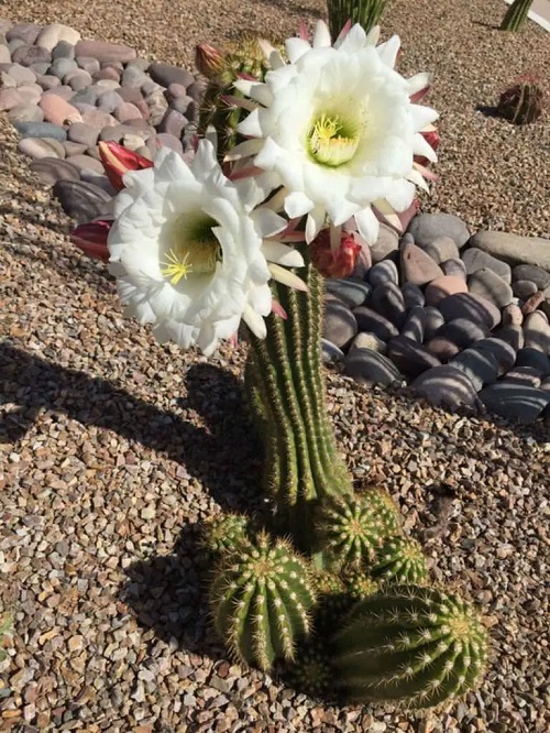 Best Echinopsis Varieties 6