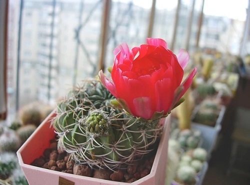 Best Echinopsis Varieties 8