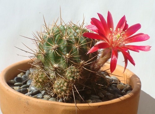 Best Echinopsis Varieties 12