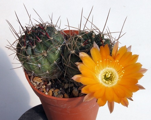 Best Echinopsis Varieties 19