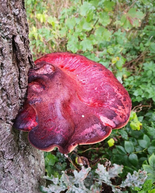 Common Mushroom Names 3