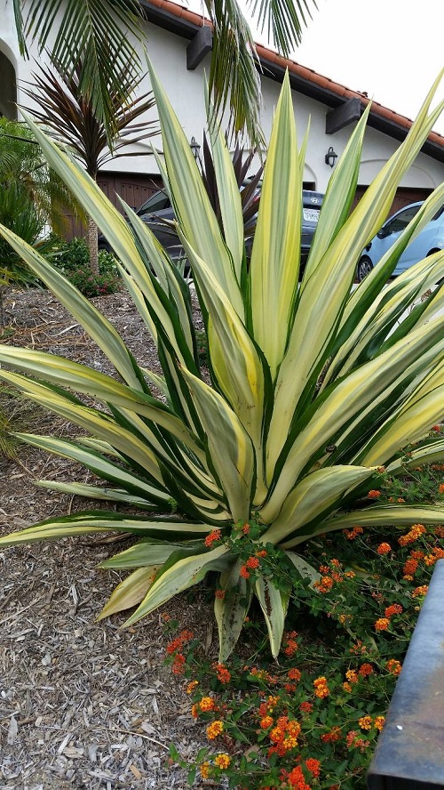 Plants with Sword Shaped Leaves 1