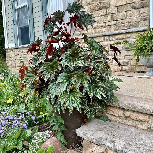 Gryphon Begonia 1