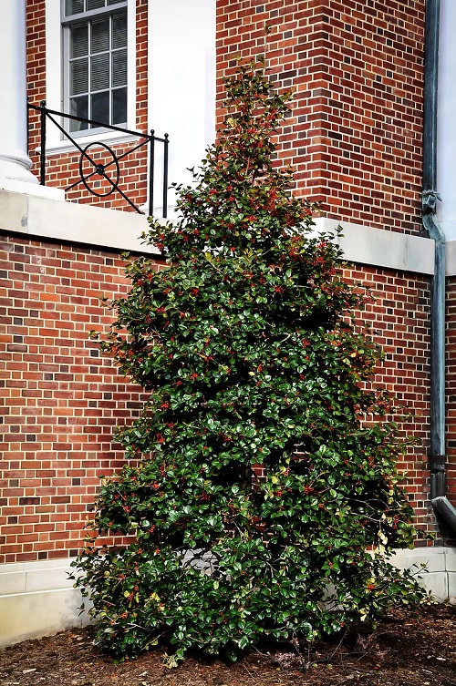 Trees with Red Berries 3