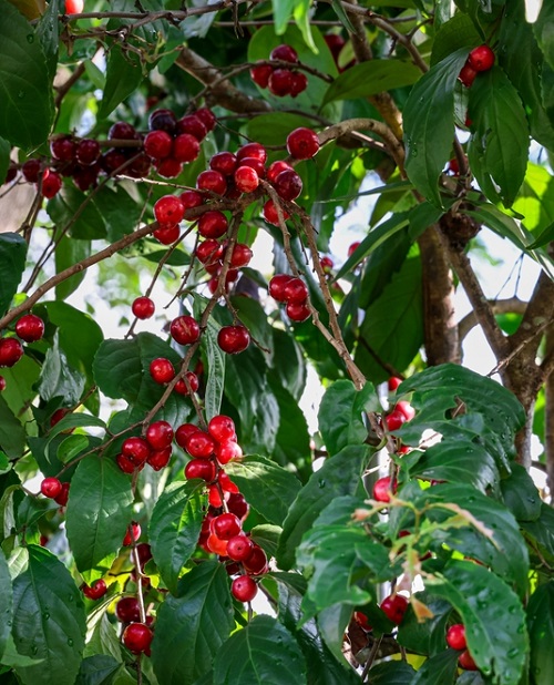 Trees with Red Berries 17