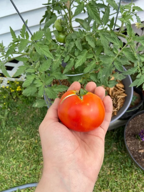 Jet Star Tomato 2