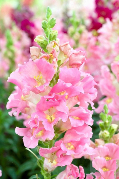 23 Most Beautiful Snapdragon Varieties 6