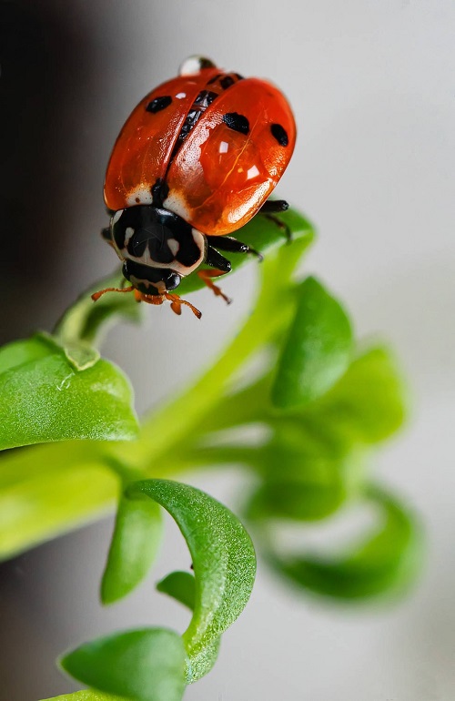 Do Ladybugs Bite 1