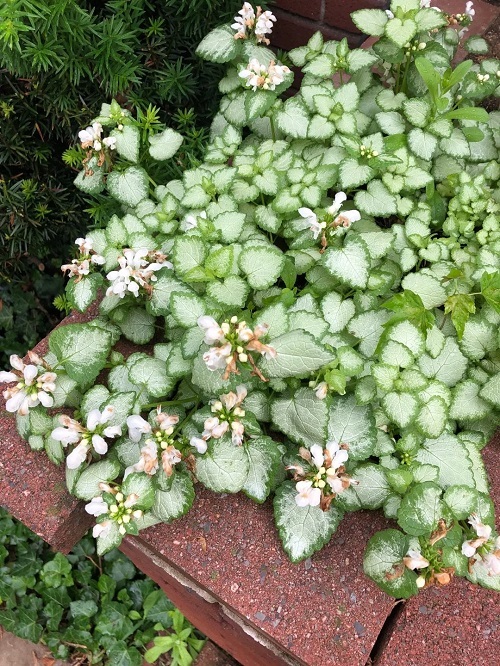 Ground Covers with White Flowers 5