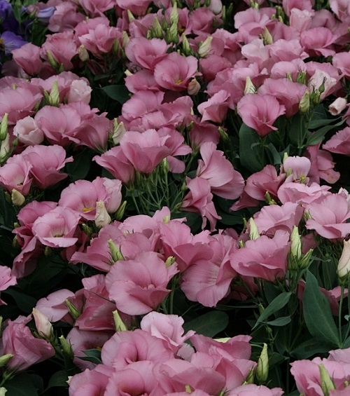 Types of Lisianthus Varieties 15