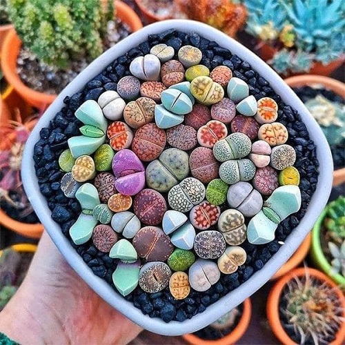 15 Stunning Plants That Are Succulent but You Never Knew! 1