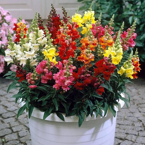 23 Most Beautiful Snapdragon Varieties 7