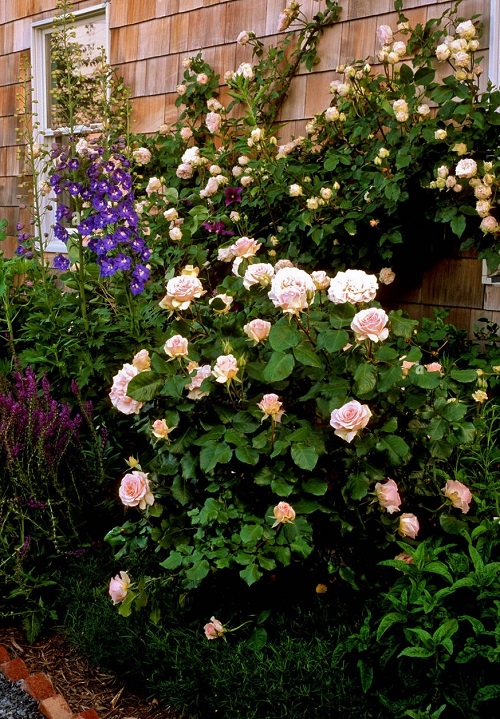 Long Stem Roses 1