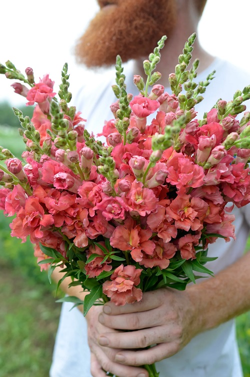 23 Most Beautiful Snapdragon Varieties 12