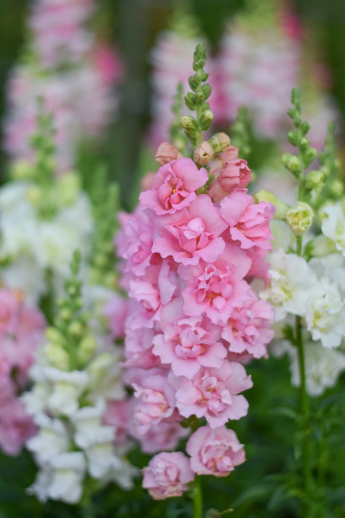 23 Most Beautiful Snapdragon Varieties 8