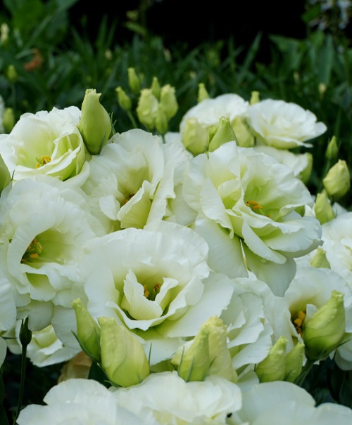 Types of Lisianthus Varieties 17