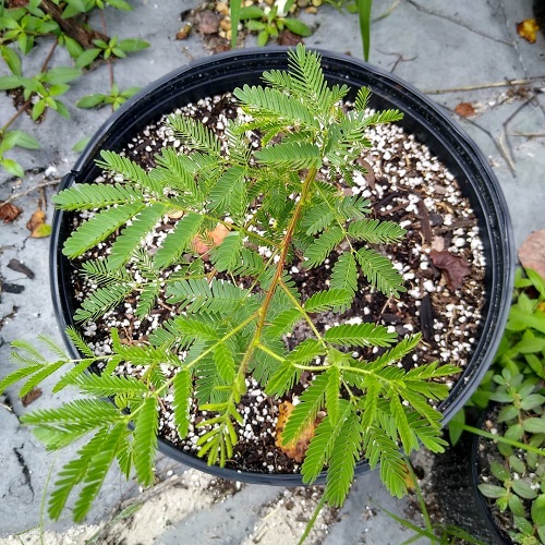 Mimosa Hostilis