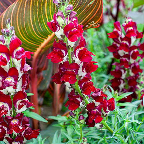 23 Most Beautiful Snapdragon Varieties 9