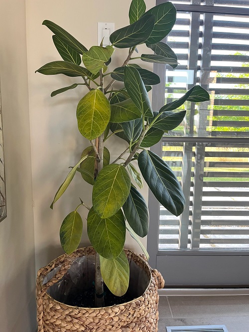 Rubber Plant Leaves Curling and Falling Off 7